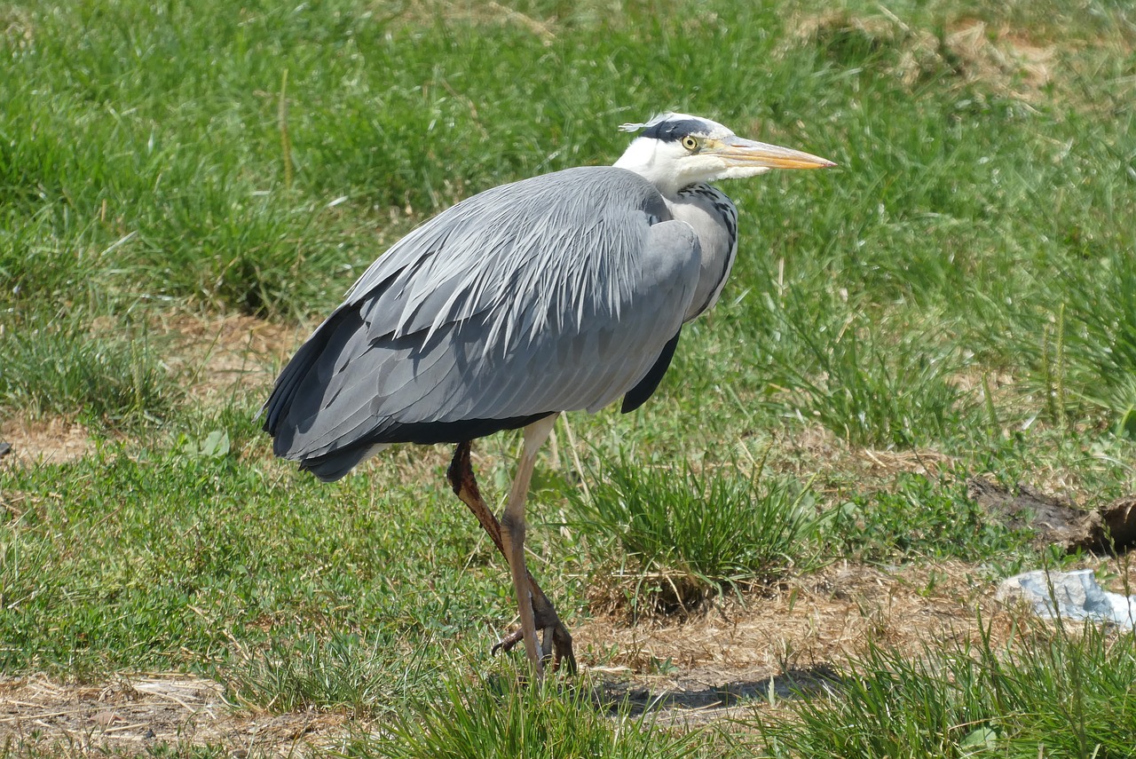 heron  feathers  ditch free photo