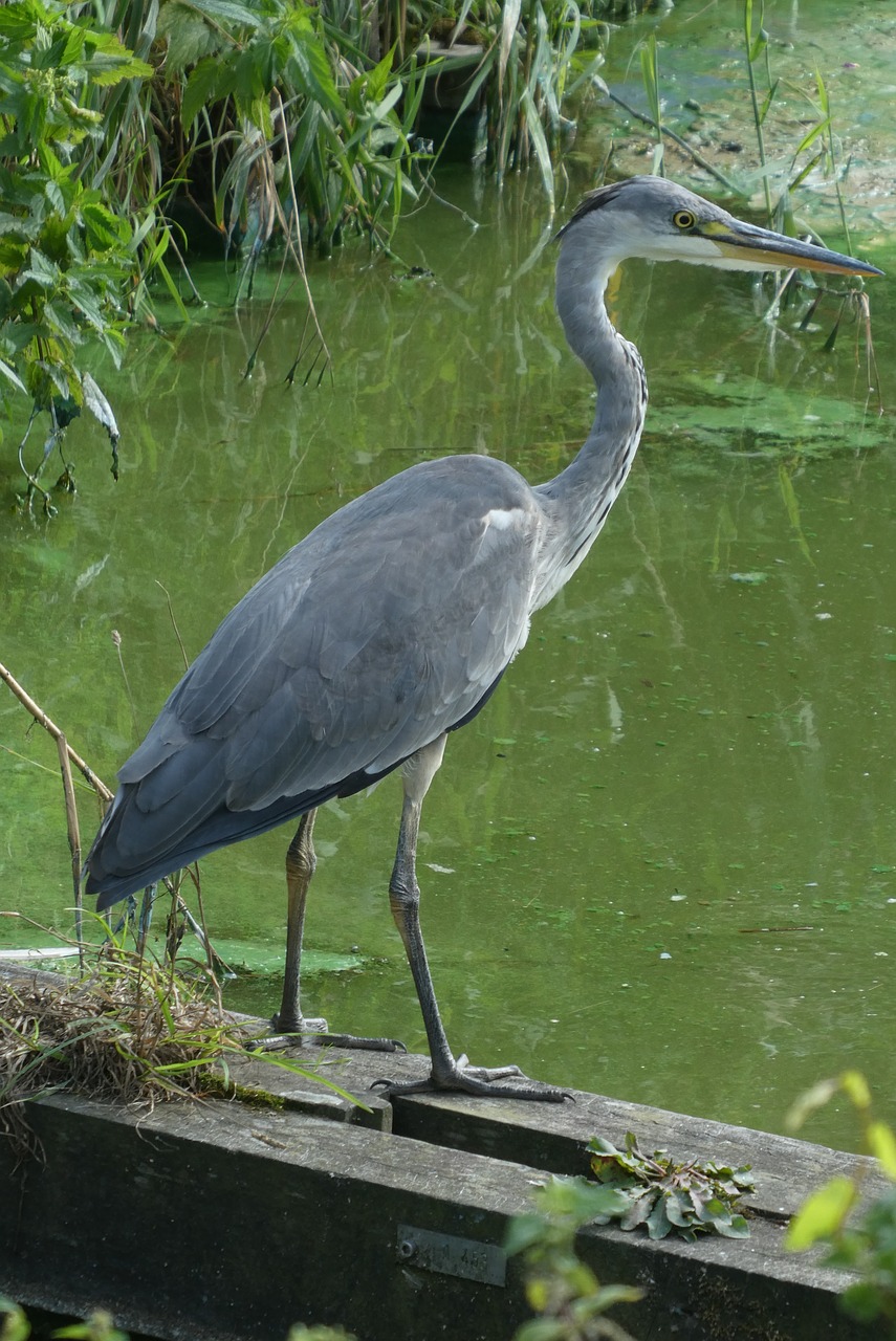 heron  nature  feathers free photo