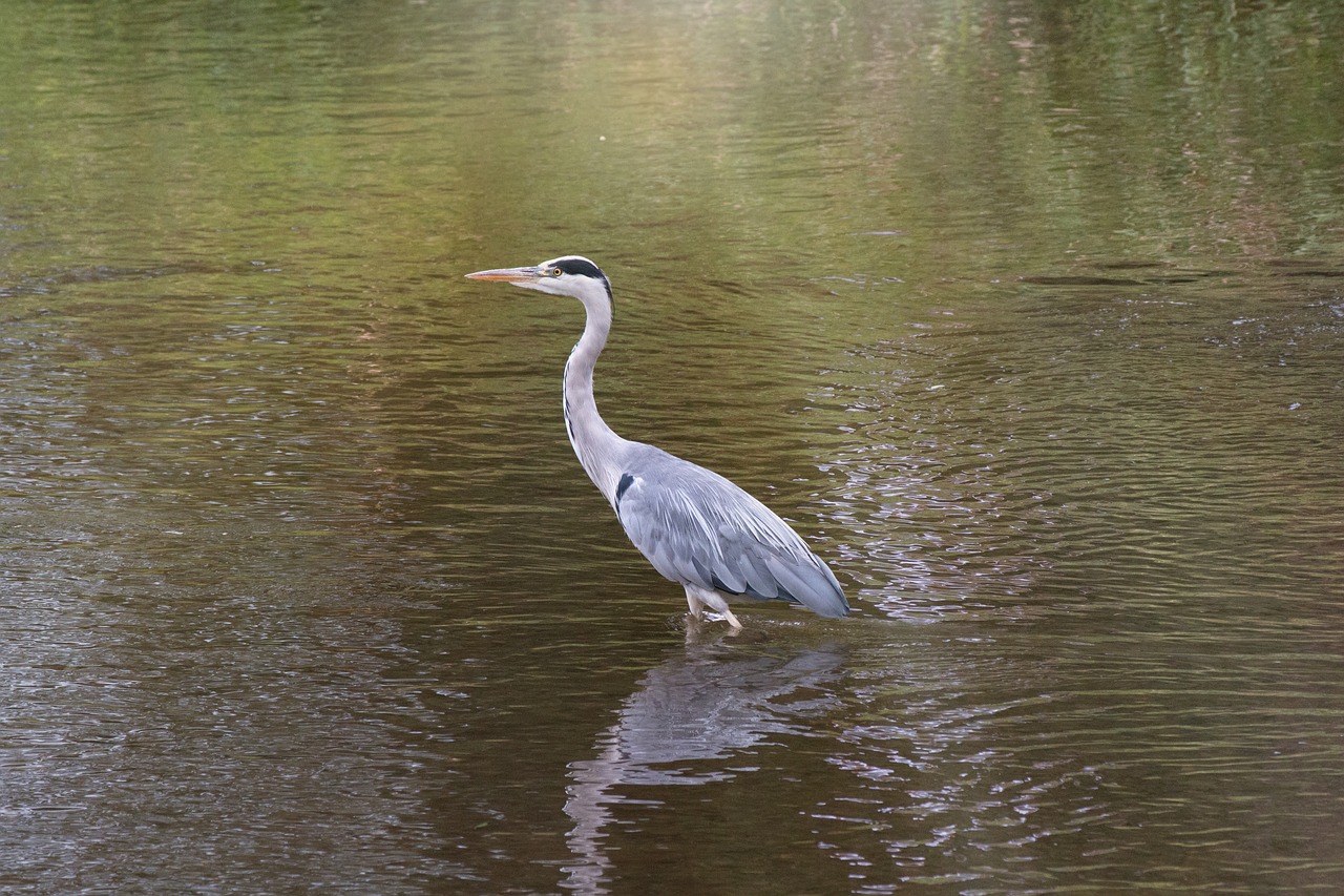 heron  water  bill free photo