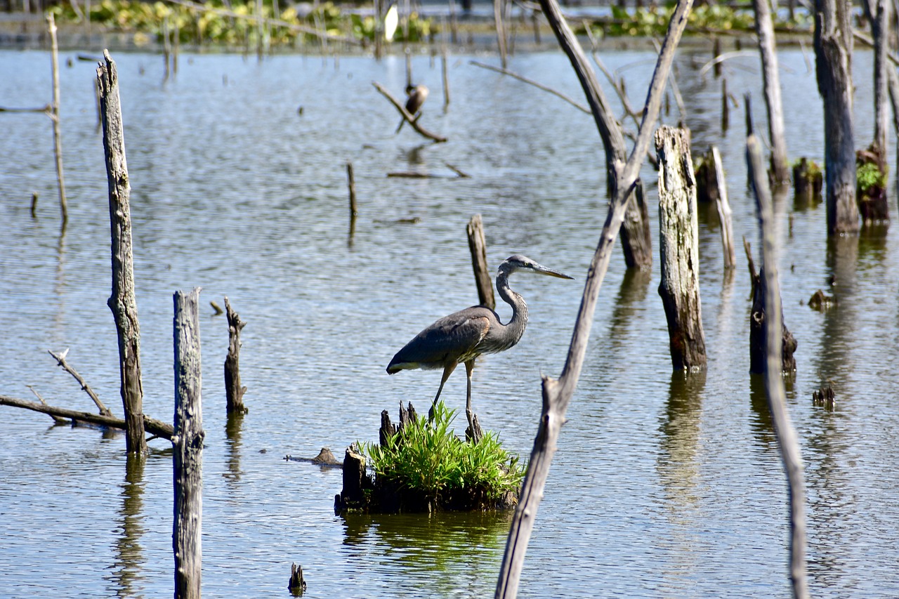 heron  bird  water free photo