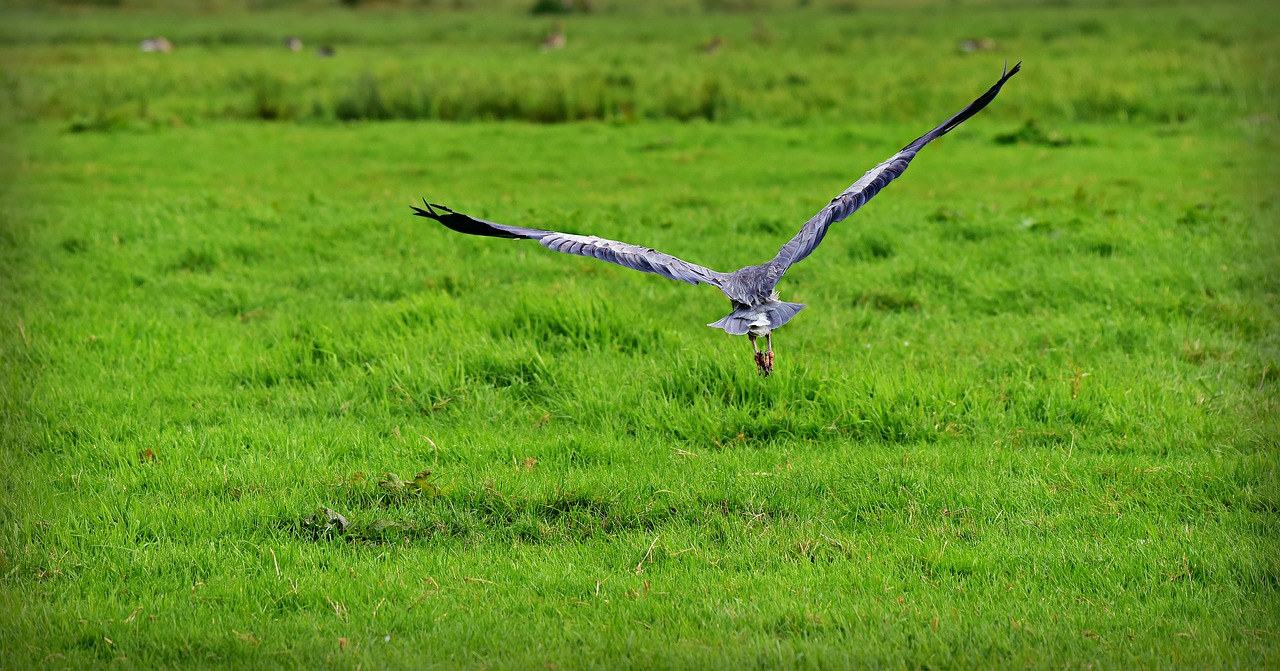 heron  bird  animal free photo