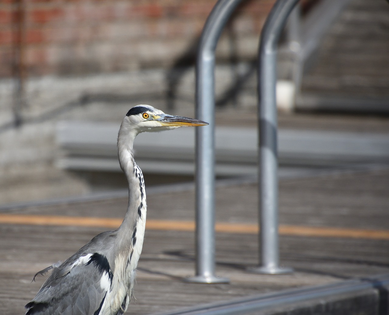 heron  sitting  jetty free photo