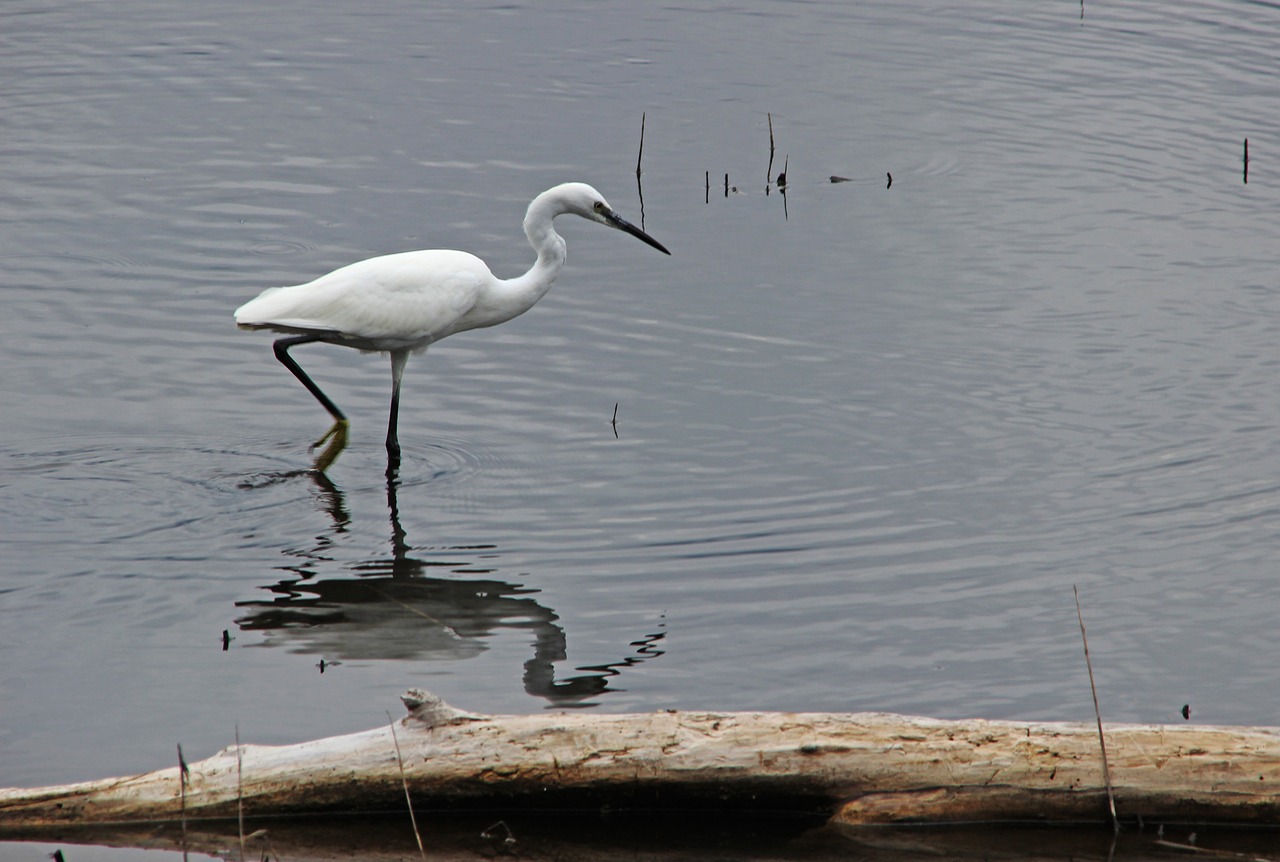 heron  little egret  nature free photo