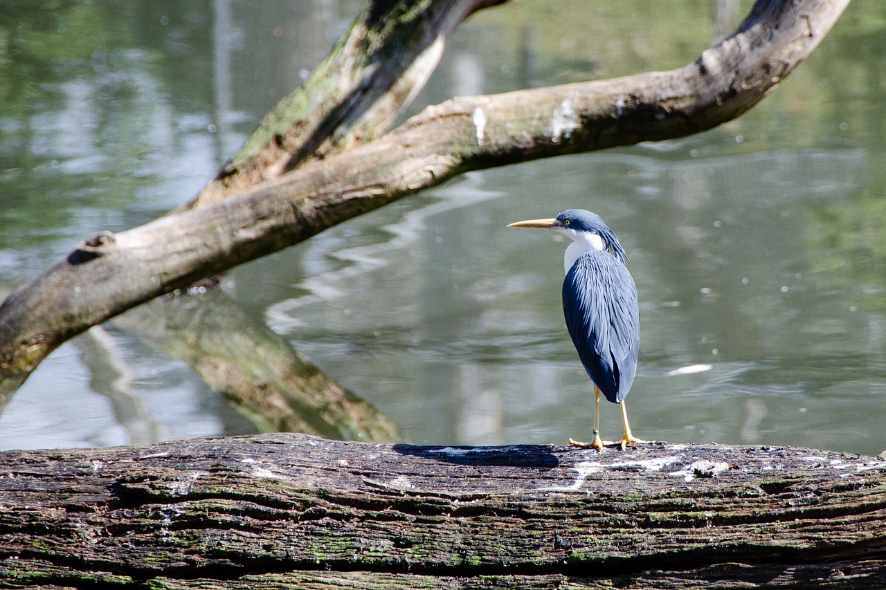 heron  pied heron  bird free photo