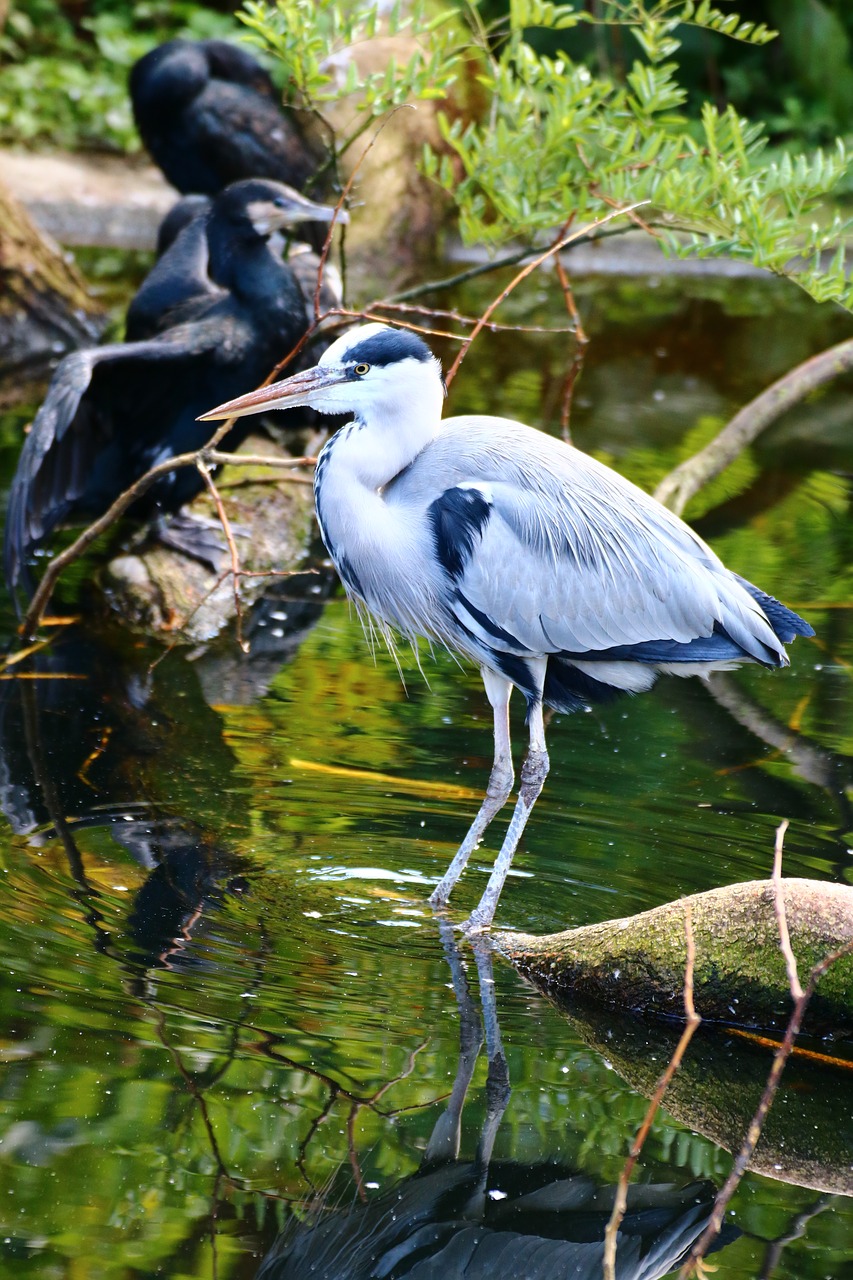 heron  waterfowl  nature free photo