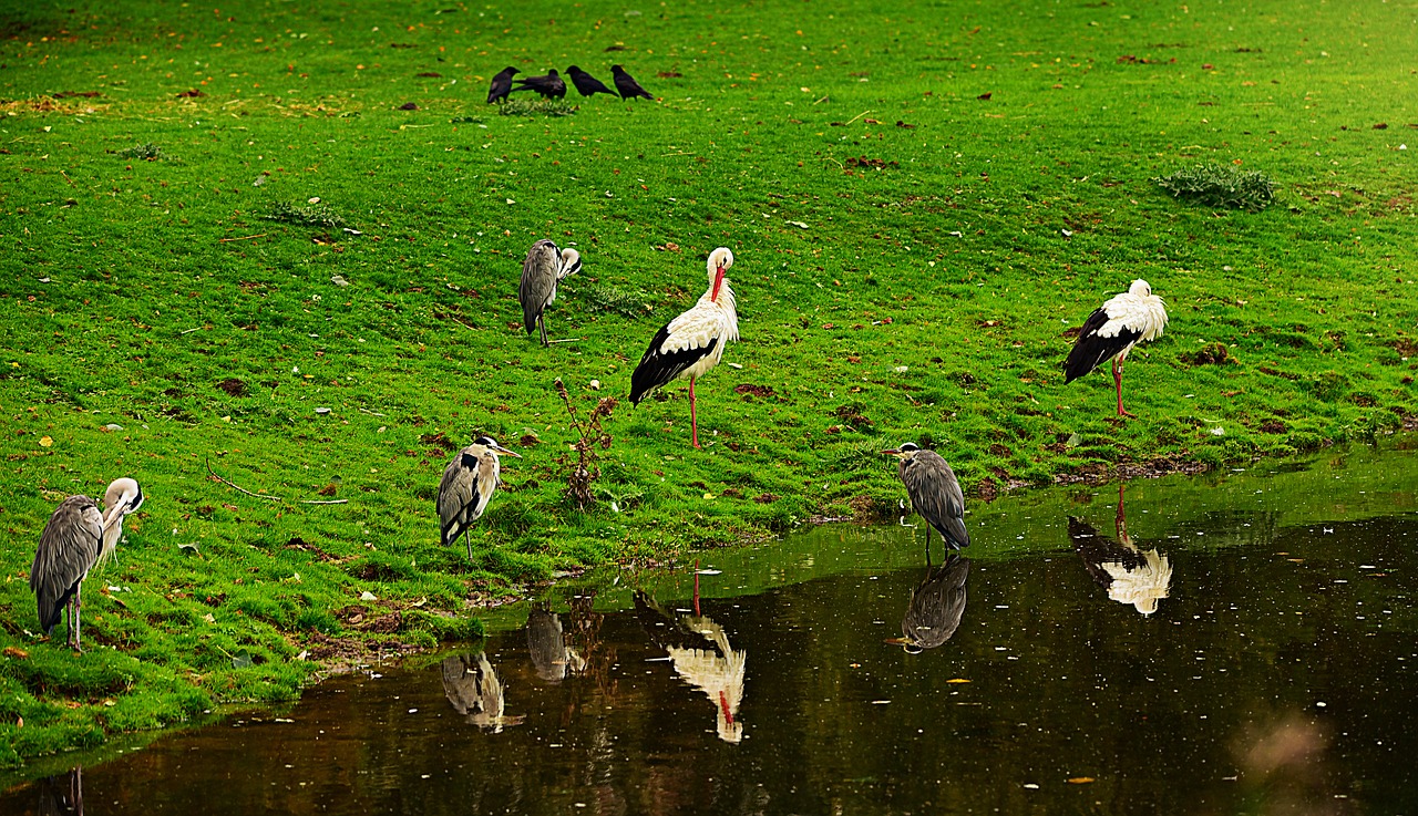heron  stork  wading bird free photo