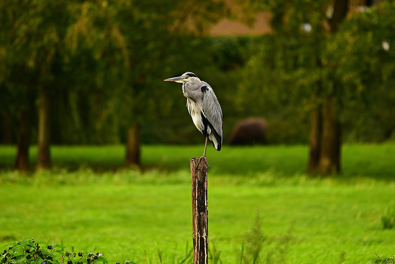 heron  wading bird  predator free photo