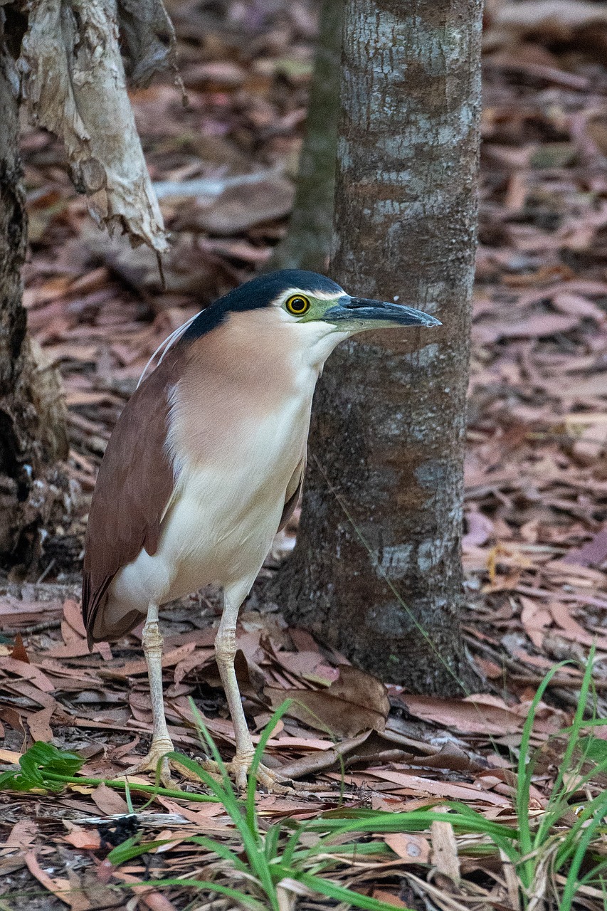 heron  bird  nature free photo