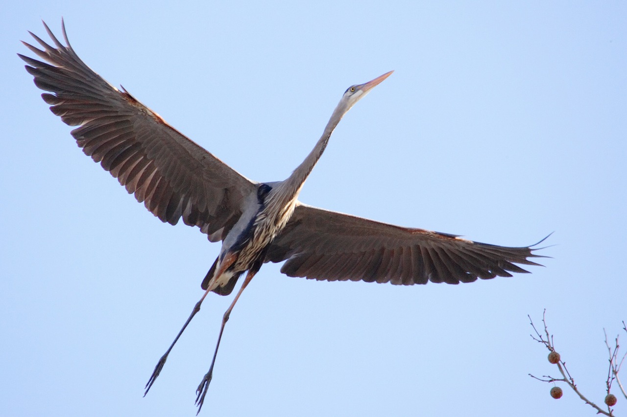 heron  great blue  flying free photo