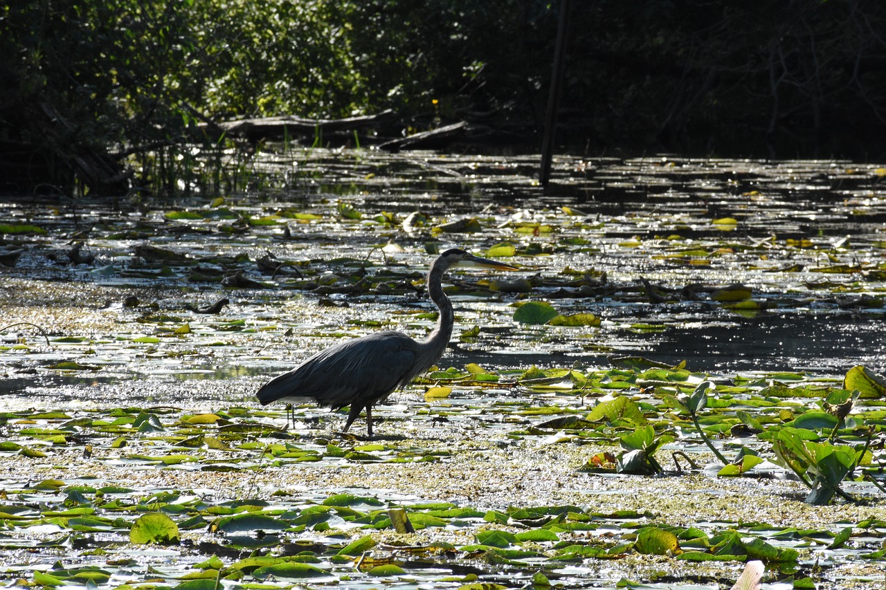 heron  blue heron  swamp free photo