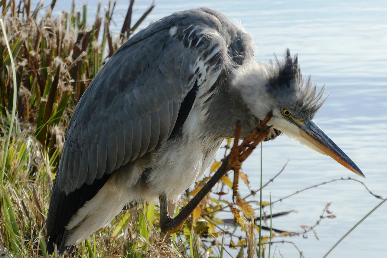 heron  ditch  feathers free photo