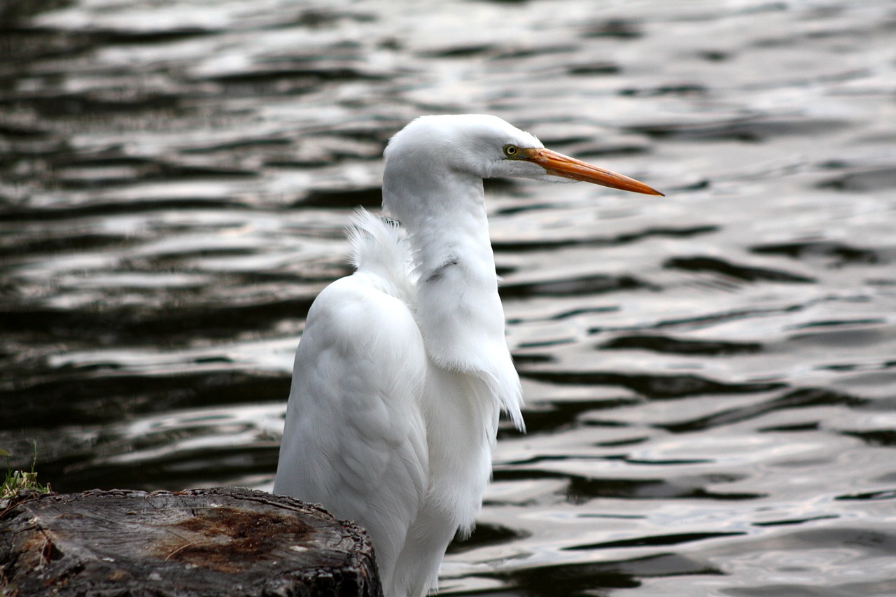 heron  lake  nature free photo