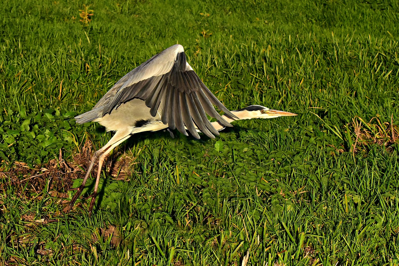 heron  wading bird  animal free photo