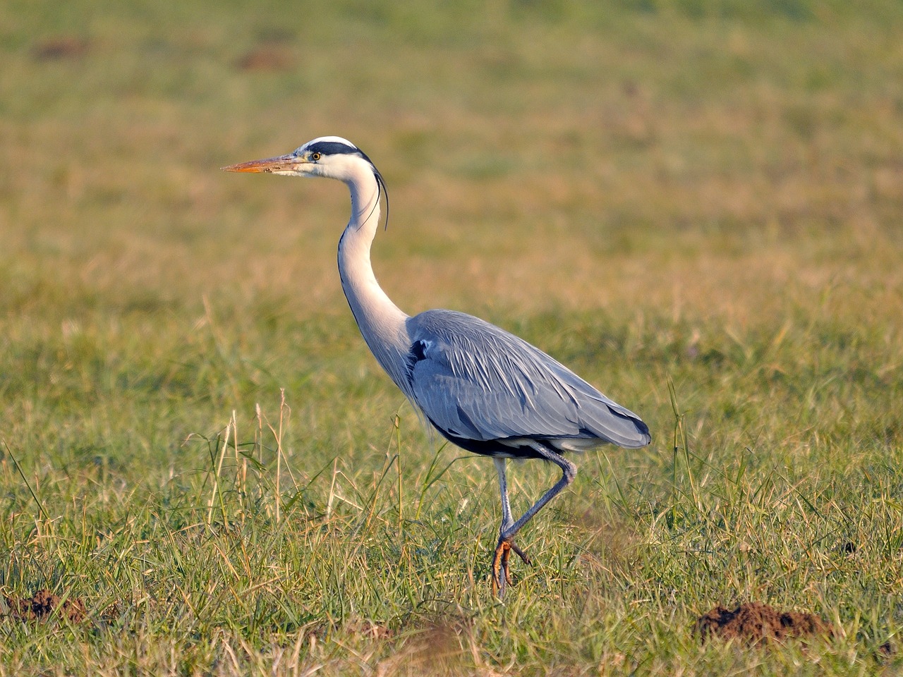 heron  nature  egret free photo