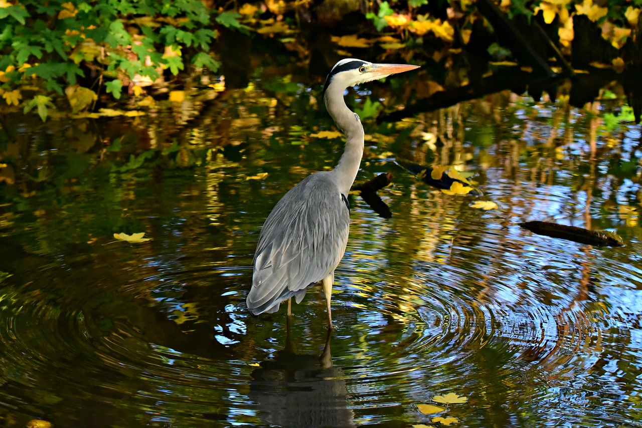 heron  wading bird  animal free photo