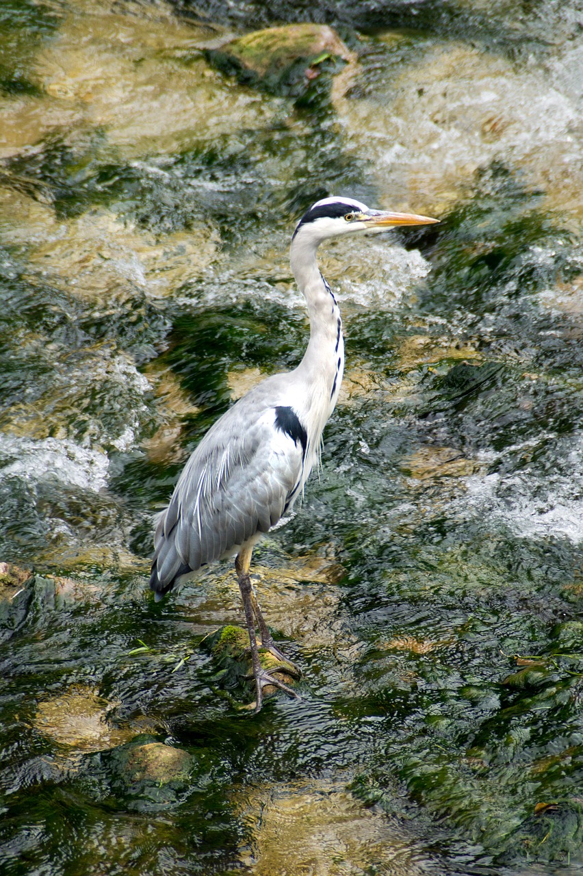 heron  bach  nature free photo