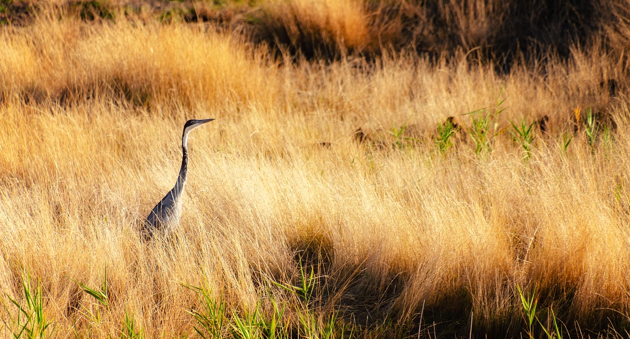 heron  field  yellow free photo