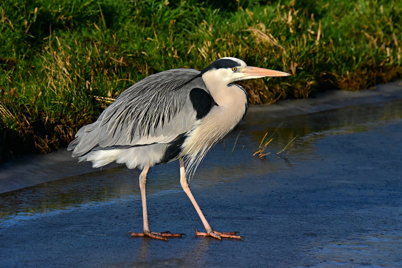 heron  wading bird  predator free photo