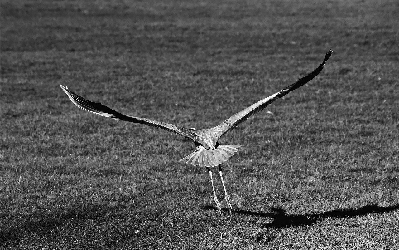 heron  wading bird  predator free photo