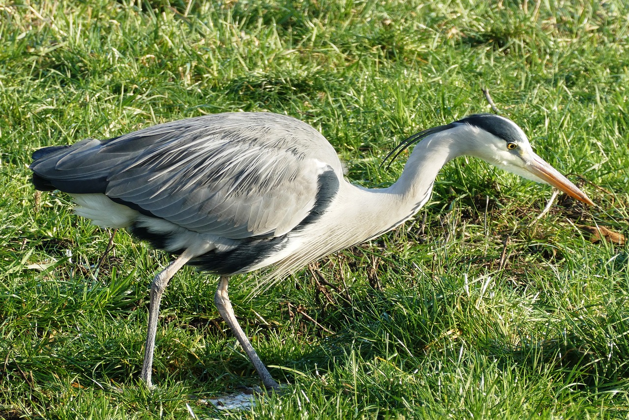 heron  ditch  whey free photo