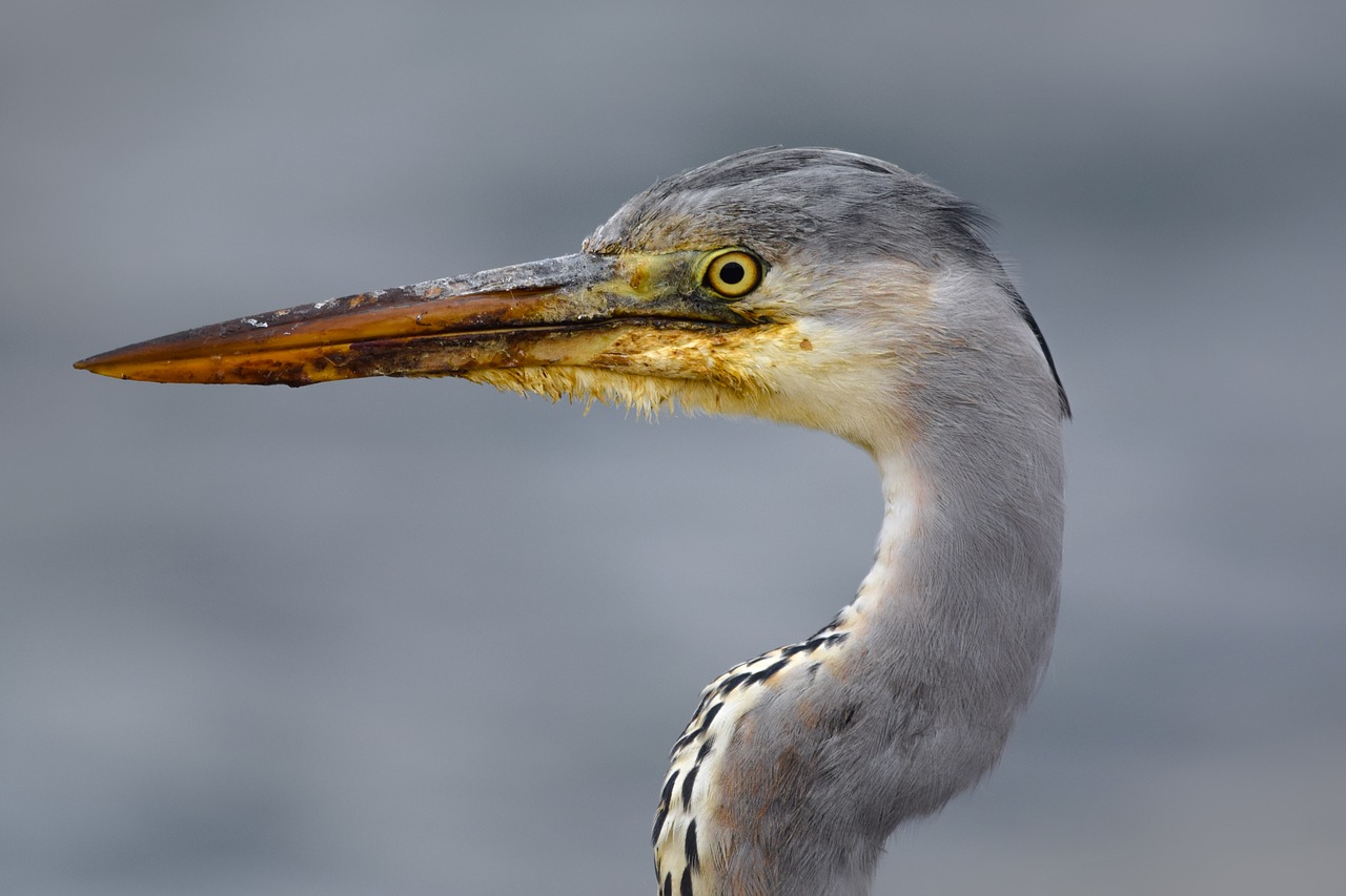 heron  animal  nature free photo