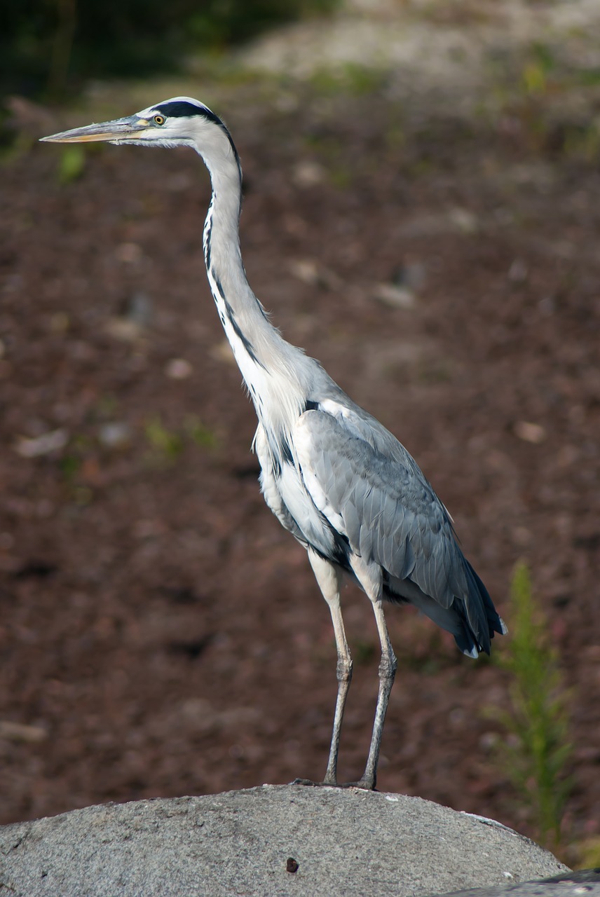 heron  bird  animal free photo