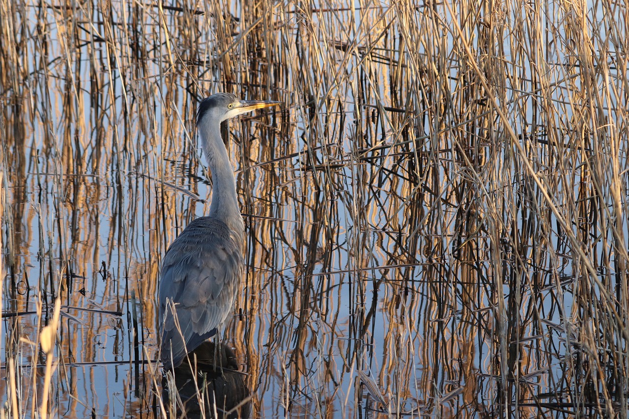 heron  bird  herons free photo