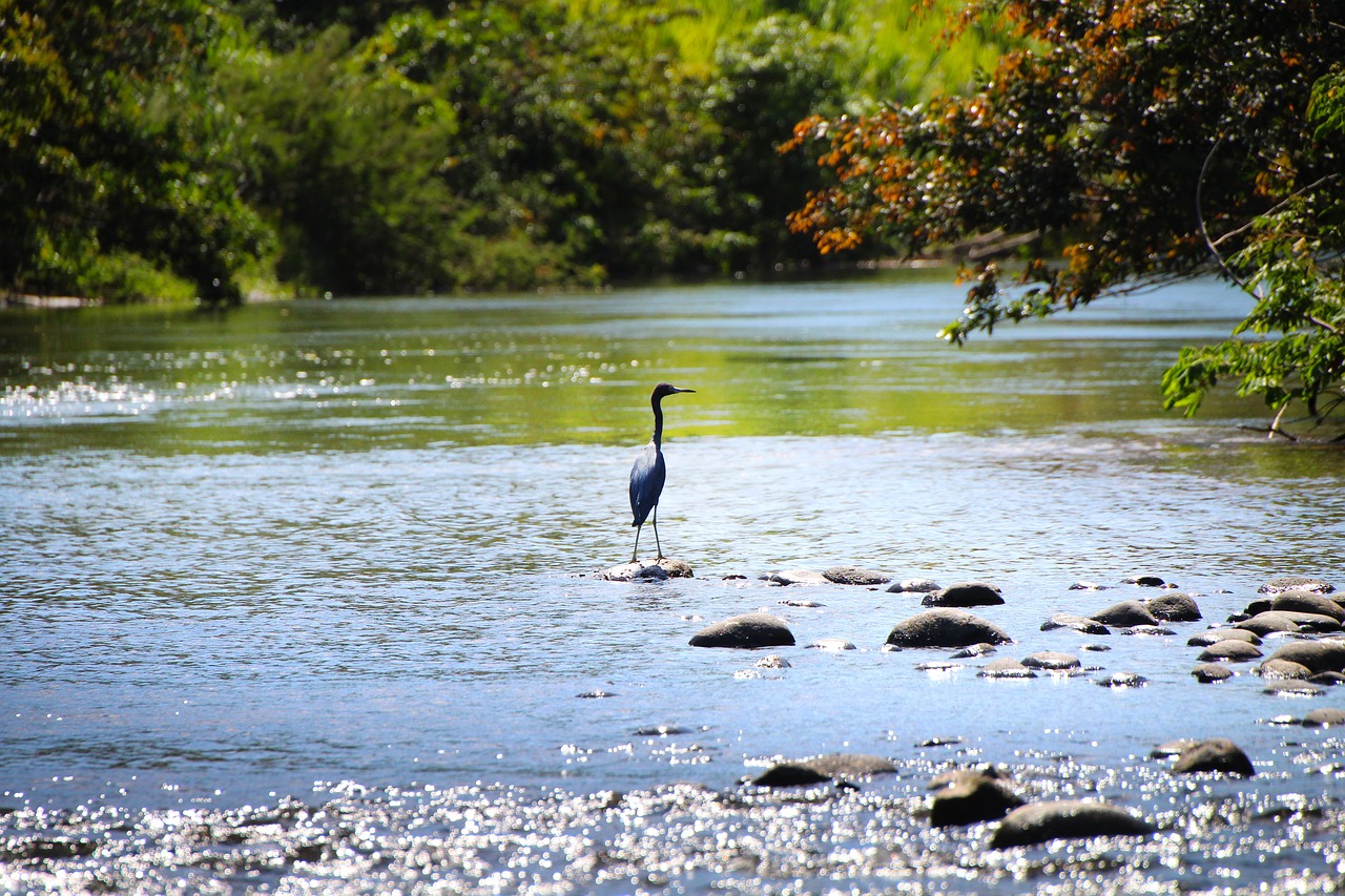 heron  river  costa free photo