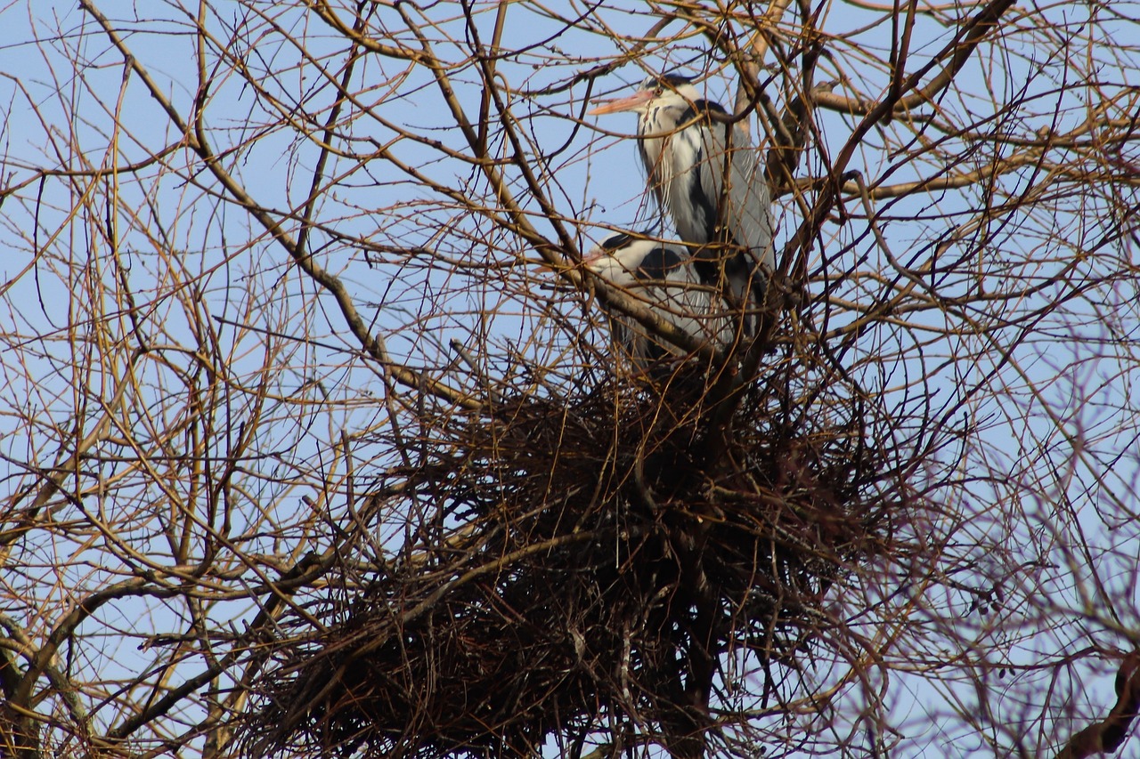 heron  nest  breed free photo