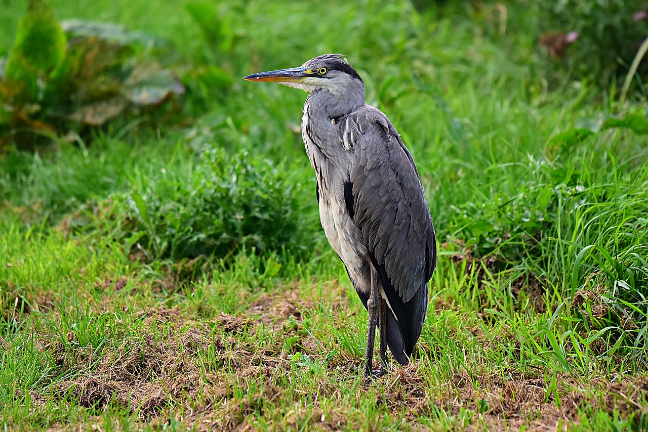 heron  wading bird  animal free photo