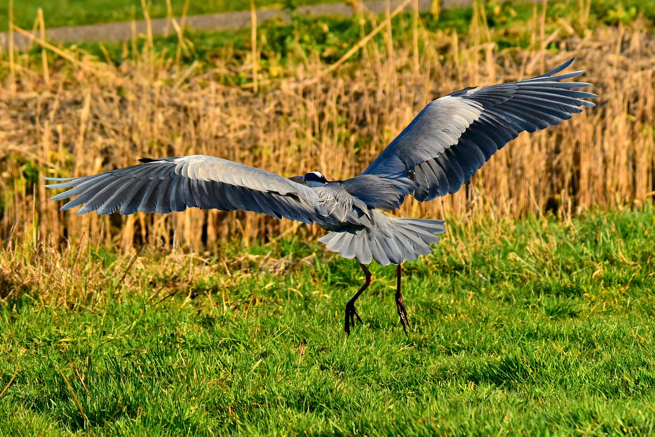 heron  waking bird  animal free photo