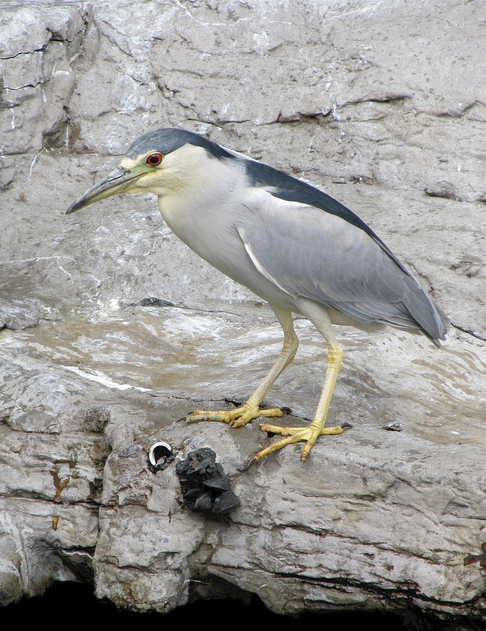 heron  black crowned night  wildlife free photo