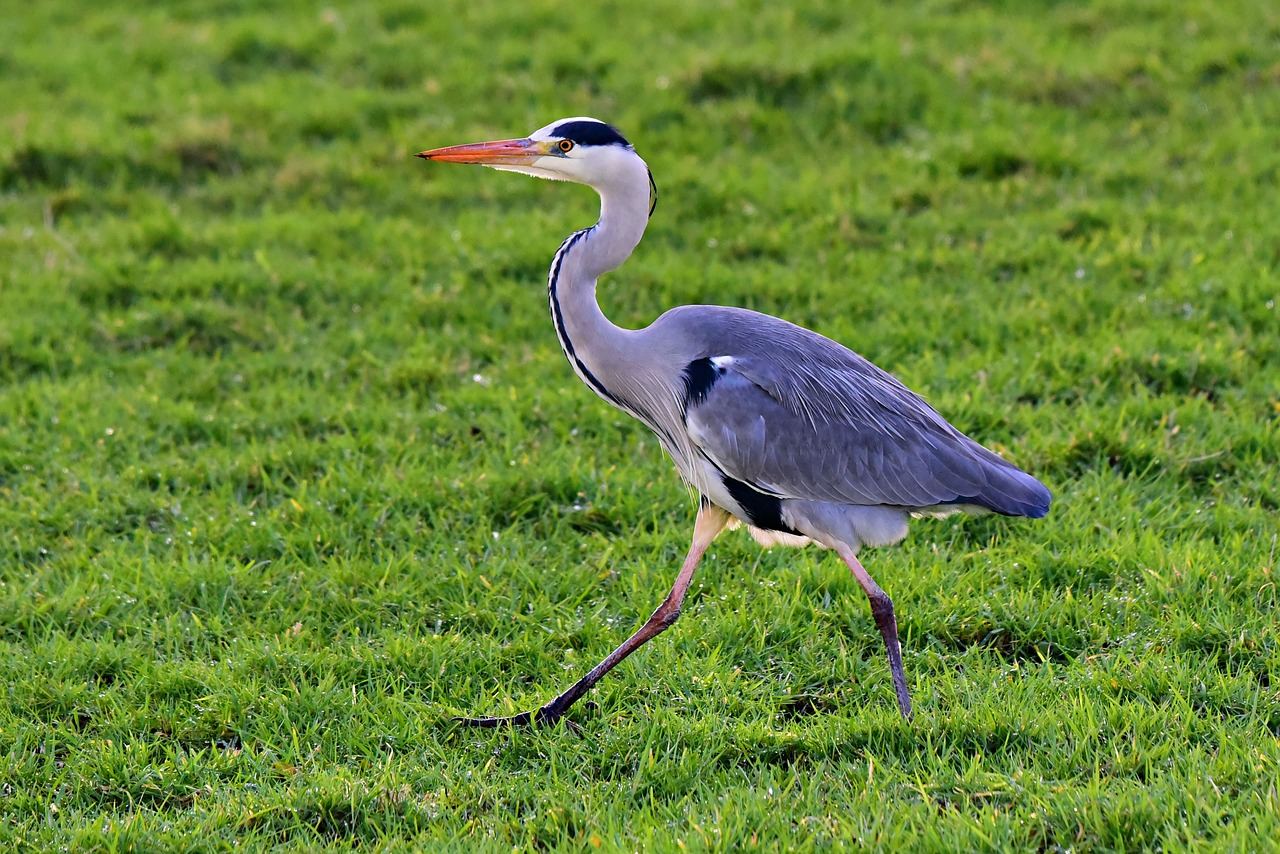 heron  wading bird  animal free photo