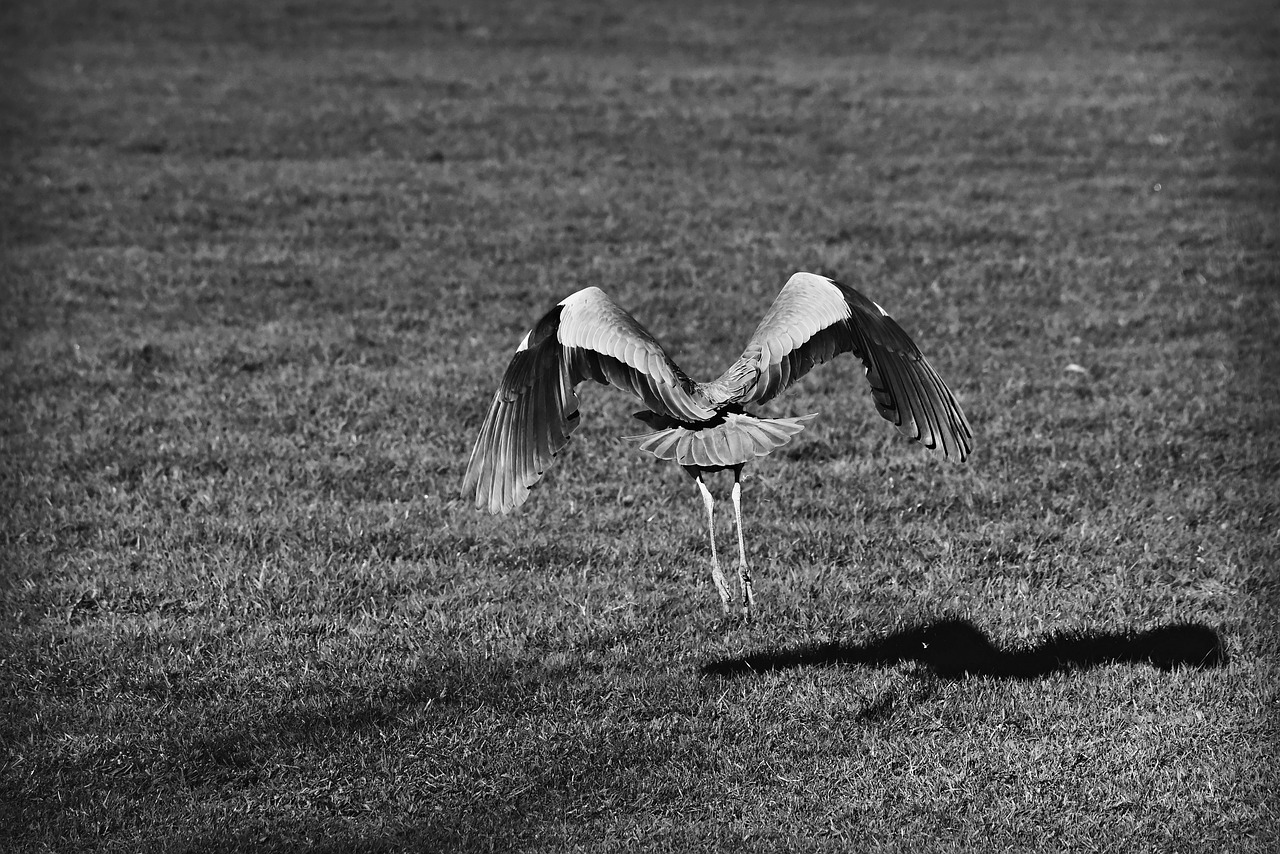 heron  wading bird  animal free photo