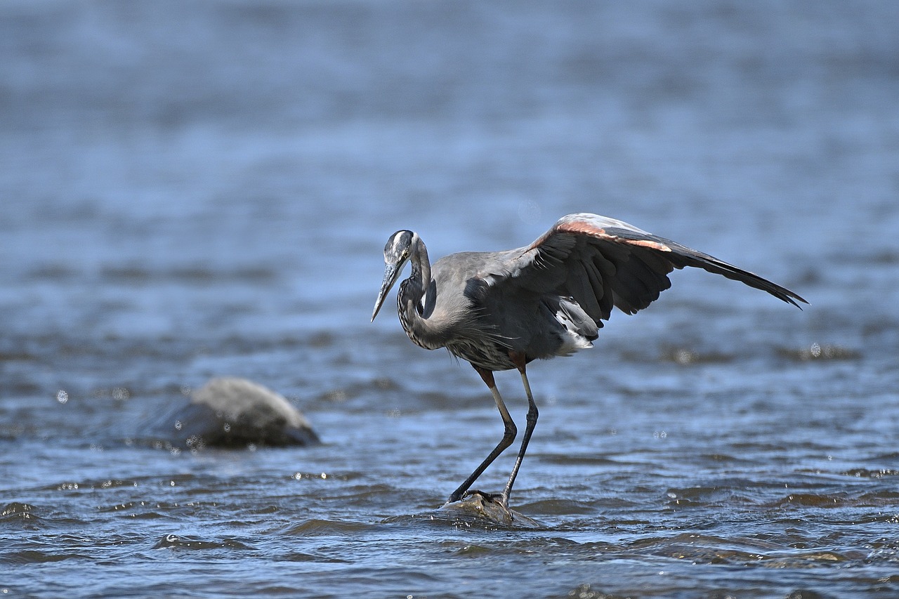 heron  water  bird free photo