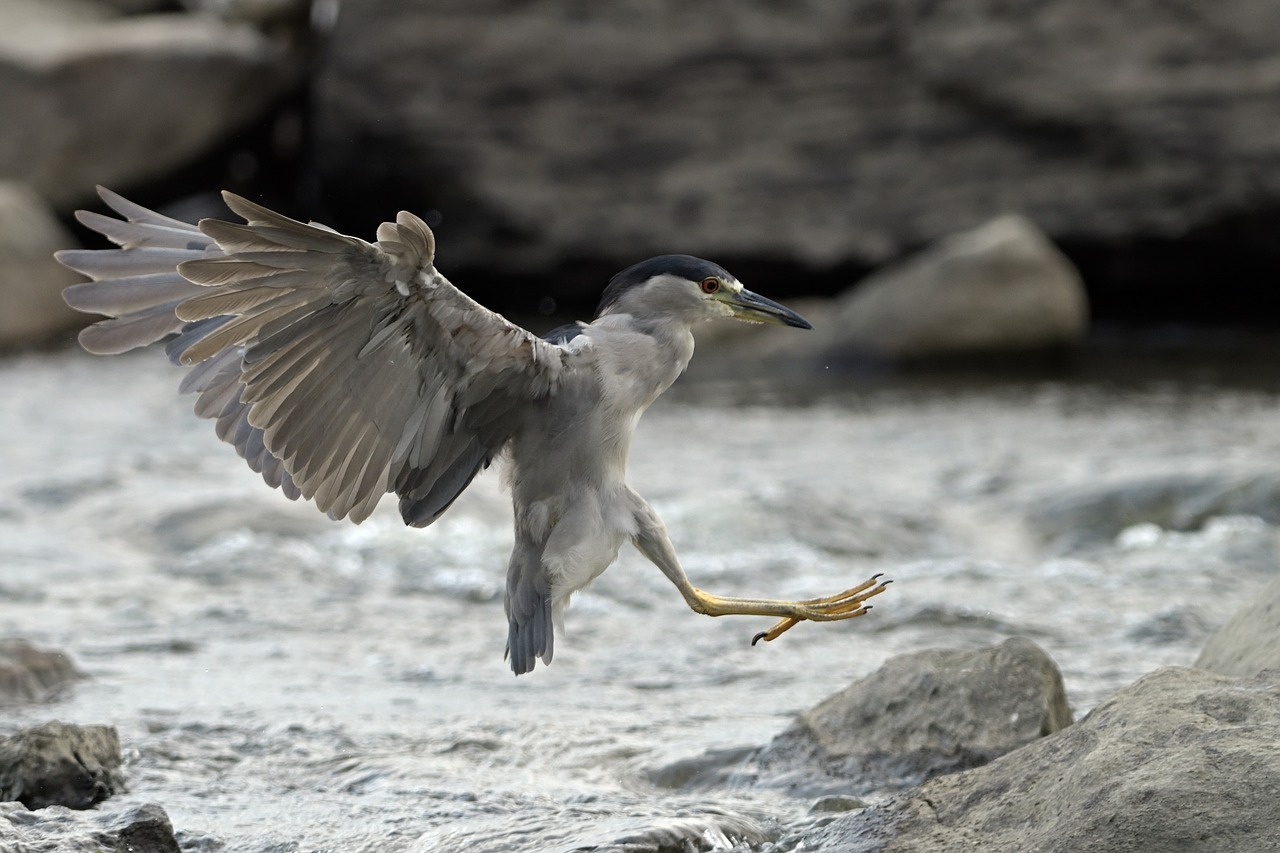 heron  animal  plumage free photo