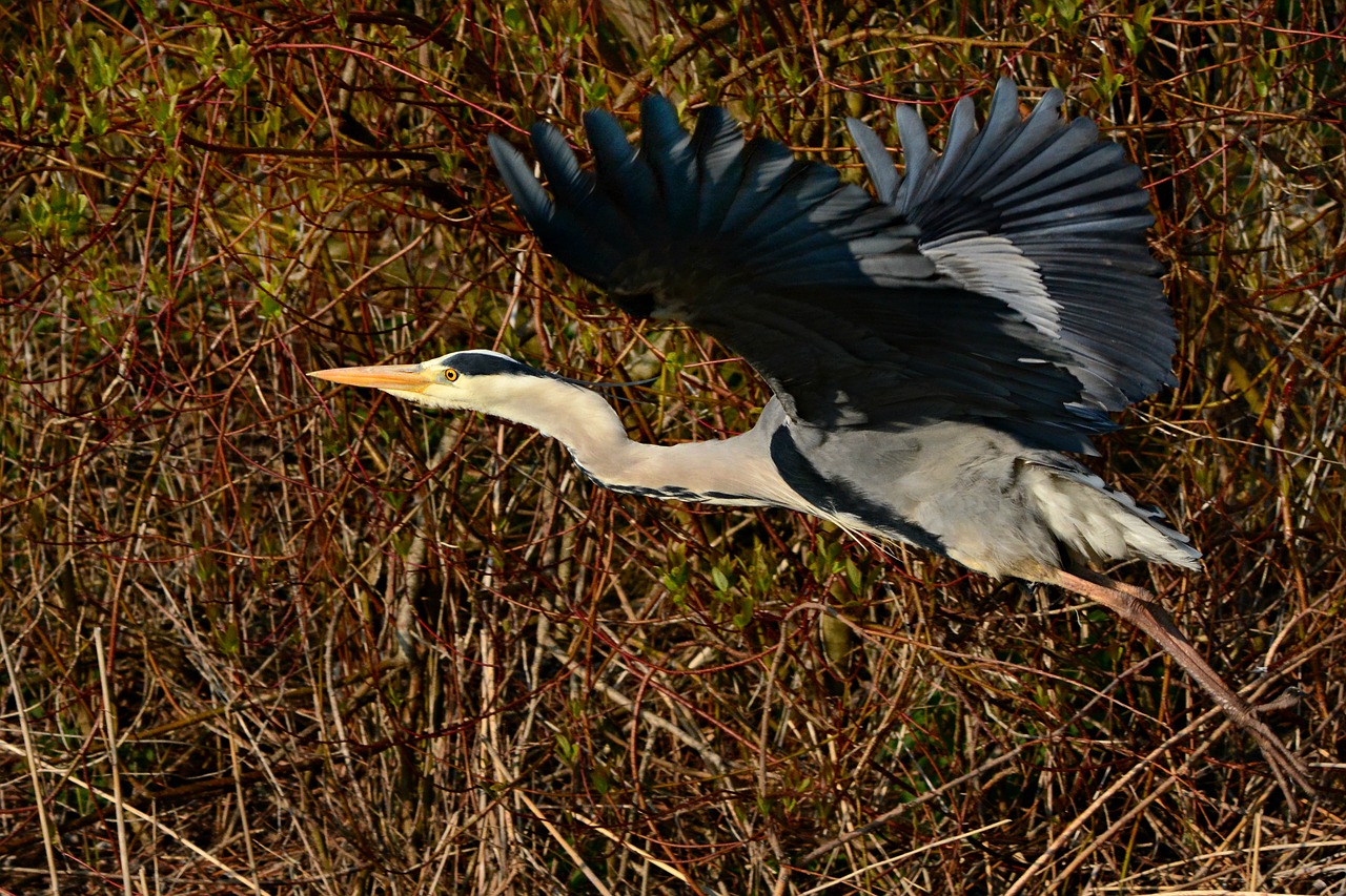 heron  wading bird  animal free photo