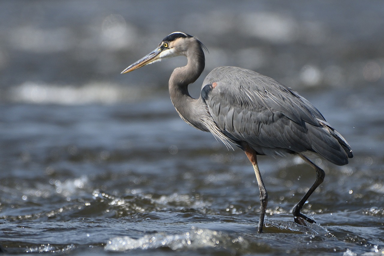 heron  great heron  bird free photo