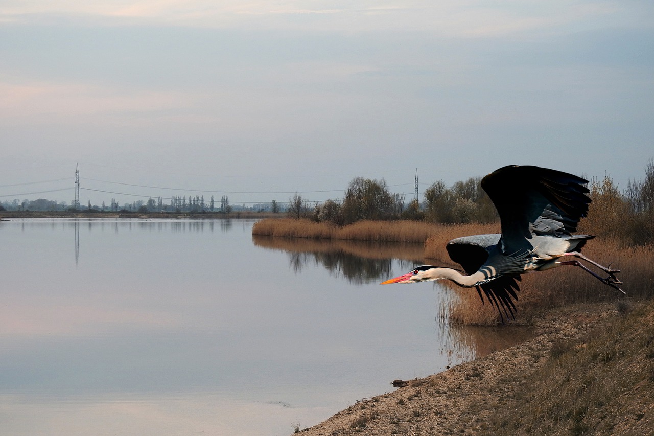 heron  grey heron  flying free photo