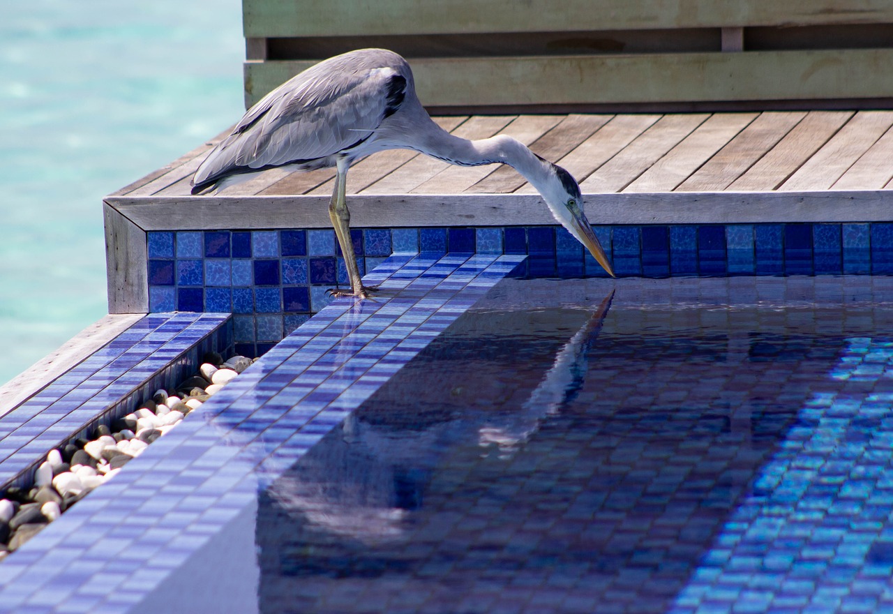 heron  pool  sea free photo