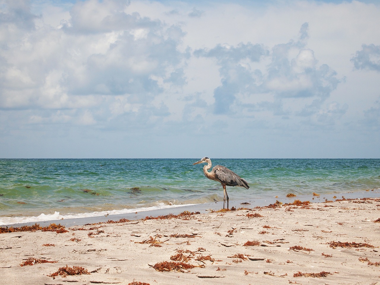 heron bird coast free photo