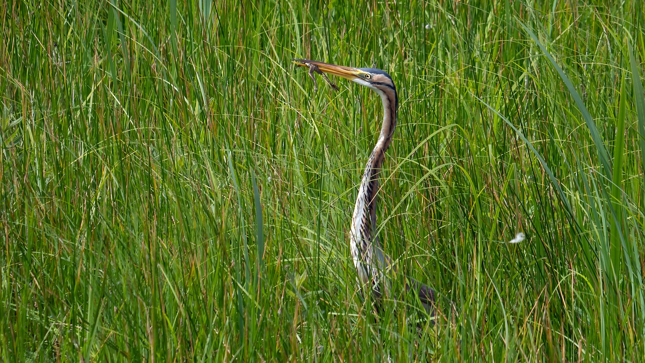 heron  purple  frog free photo