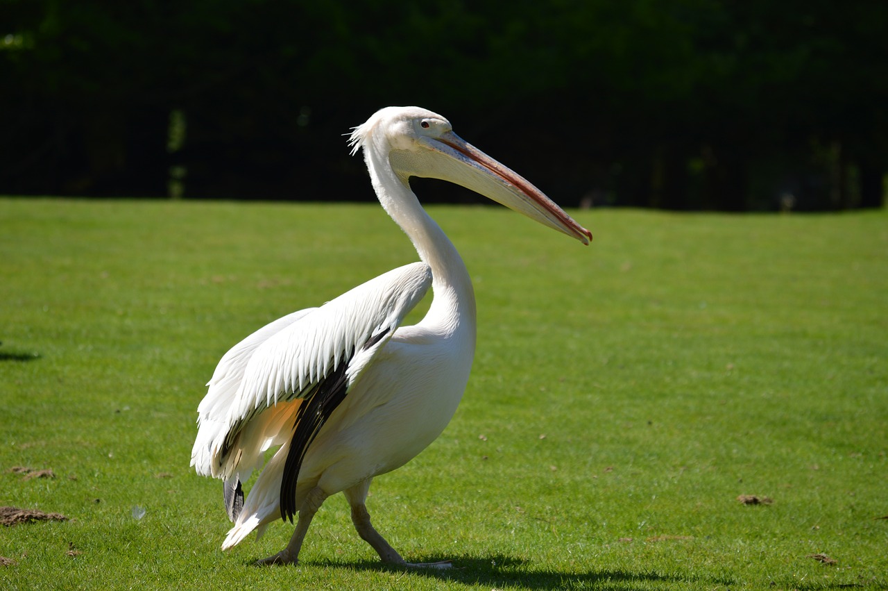 heron  bird  plumage free photo