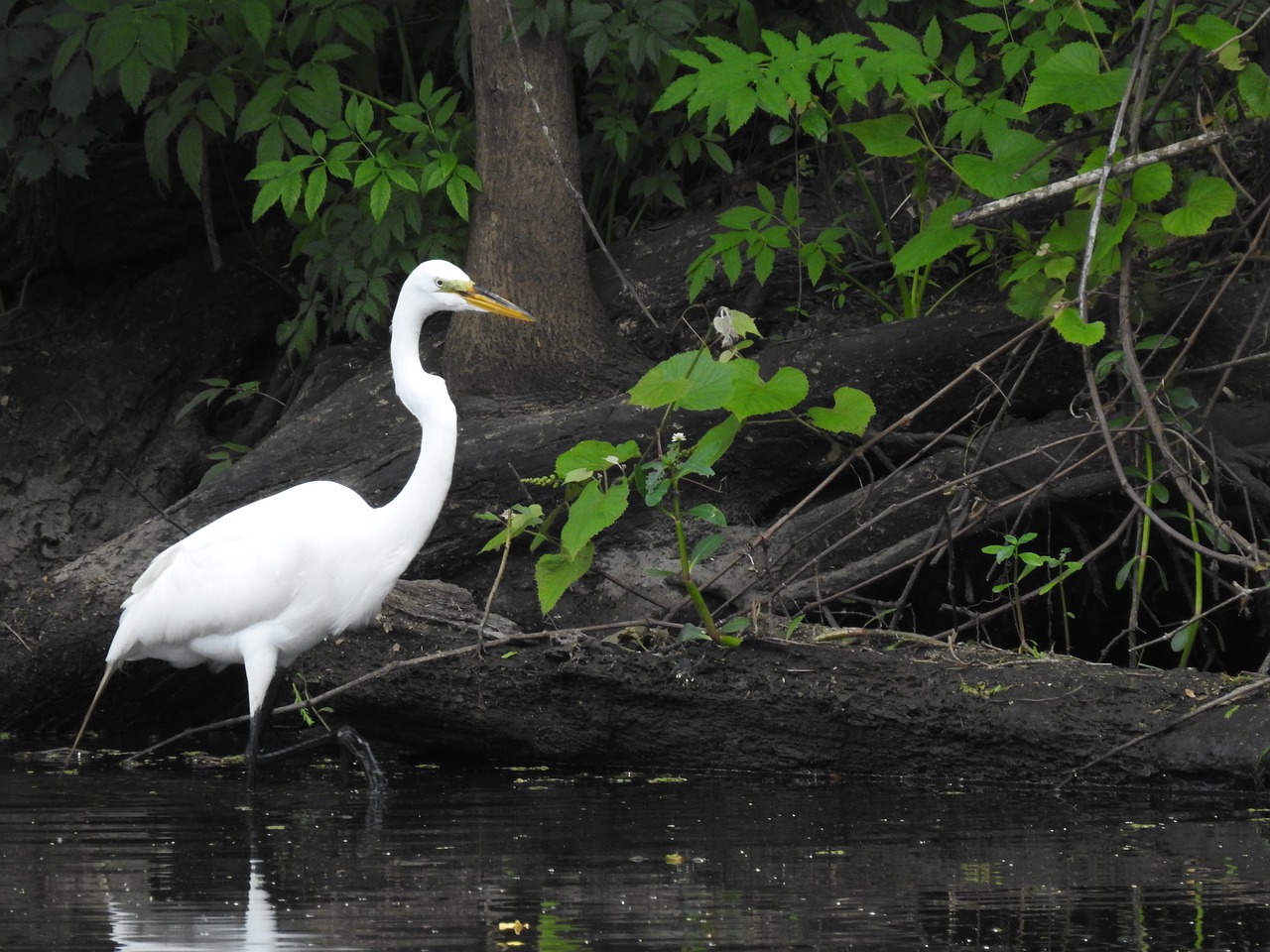 heron  swamp  louisiana free photo