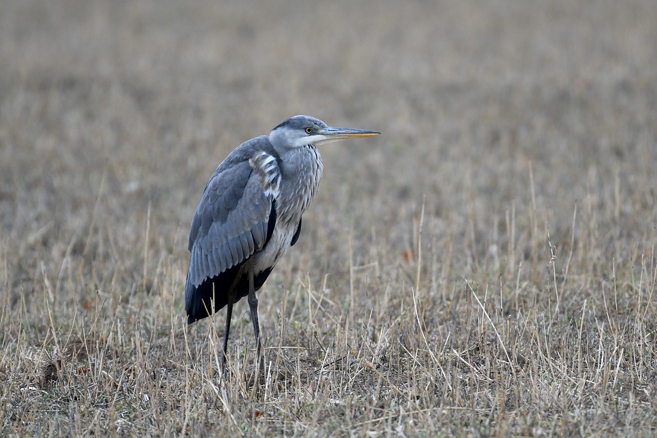 heron  ashy  plumage free photo