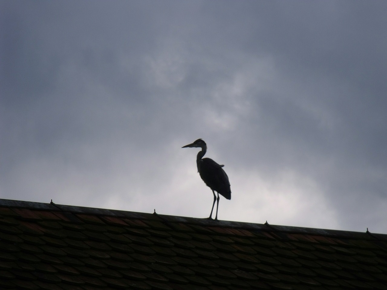 heron bird roof free photo