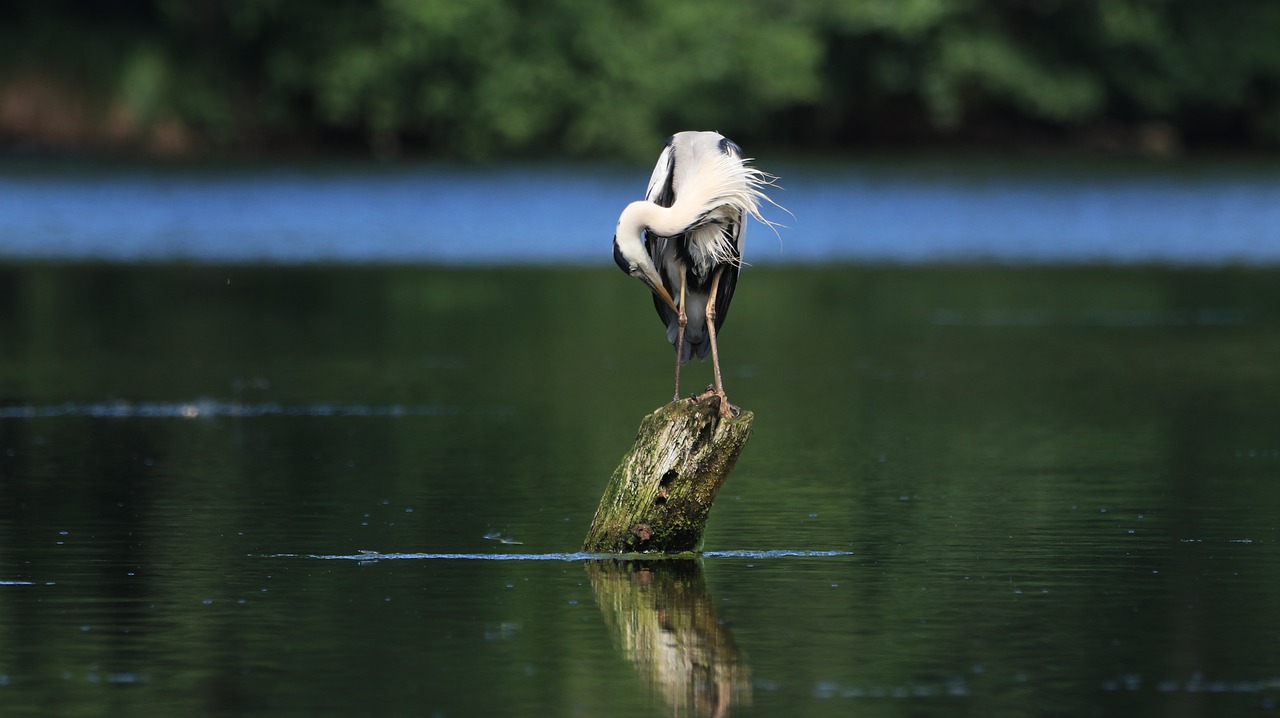 heron  lake  water free photo