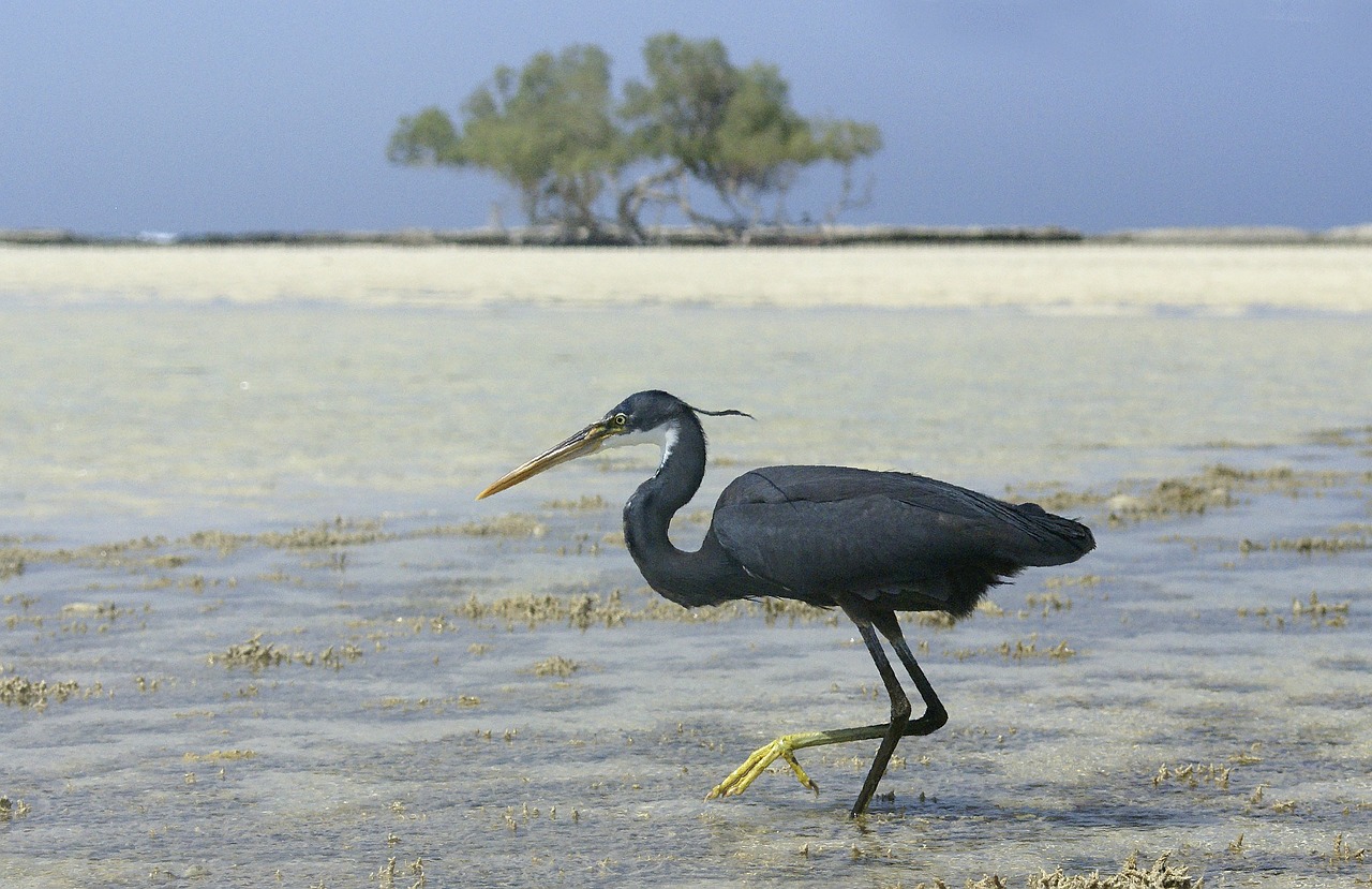 heron egypt bird free photo