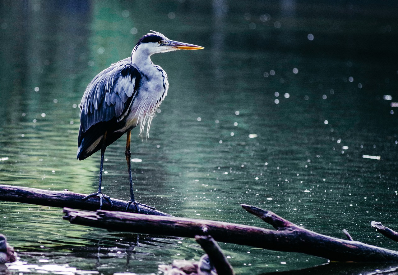 heron  grey heron  bird free photo