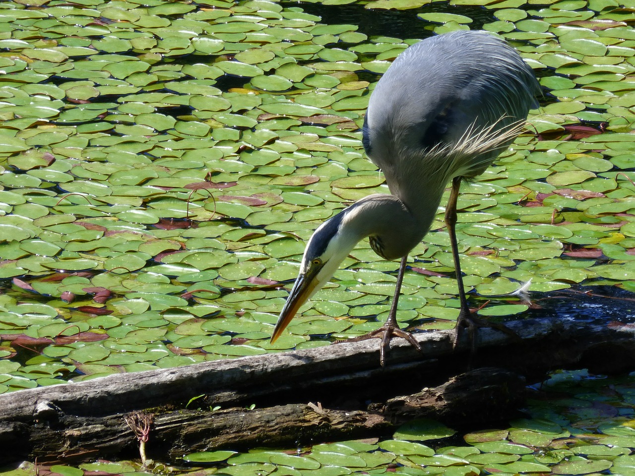 heron bird wetland free photo